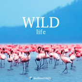 Wild Life