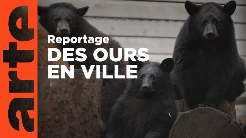 CANADA - COHABITER AVEC LES OURS