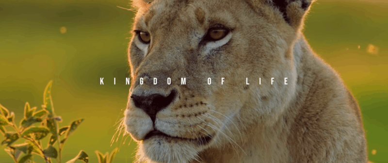Explorers - Kingdom of Life