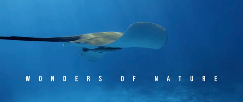 Explorers – Wonders of Nature